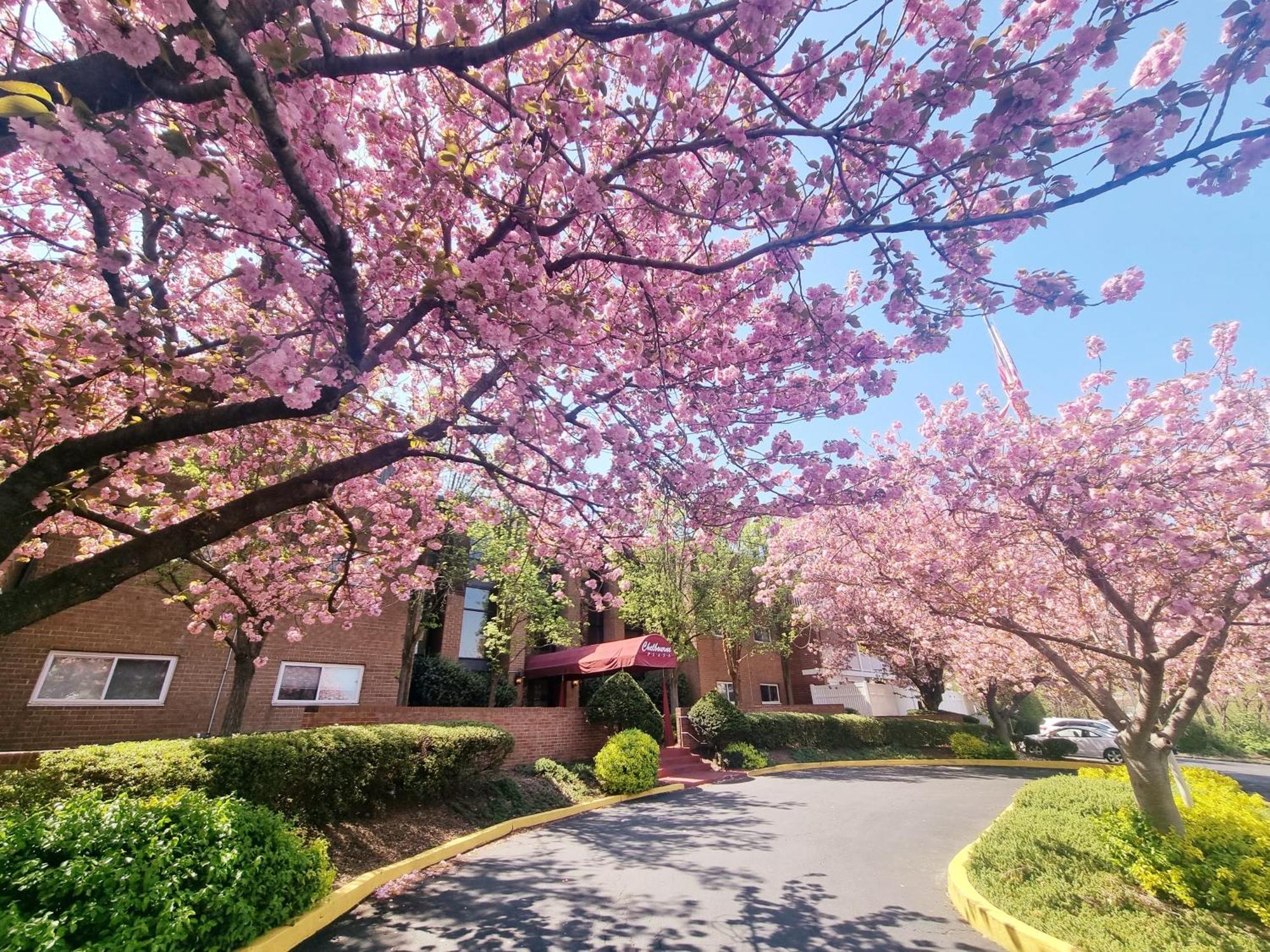 Large, Clean, Comfortable, 1Br Near Einstein Hos Elkins Park Εξωτερικό φωτογραφία
